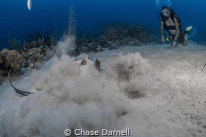 "I'm Out" 
A Stingray is disturbed from his nap just out... by Chase Darnell 